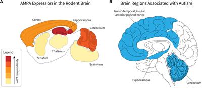 Understanding the role of AMPA receptors in autism: insights from circuit and synapse dysfunction